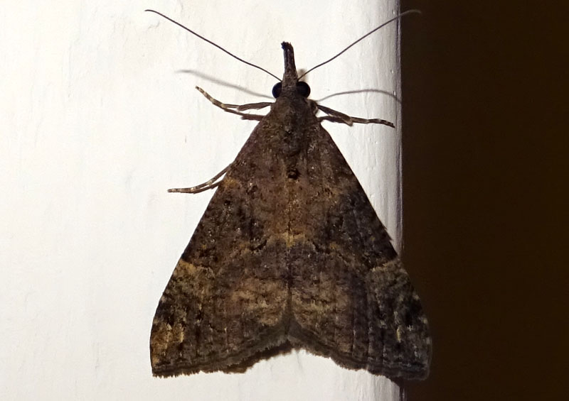 Hypena obsitalis - Erebidae